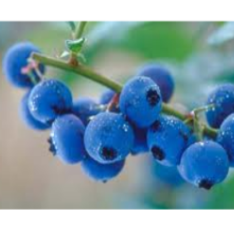 Fruit - Blueberry