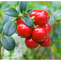 Fruit - Cranberry