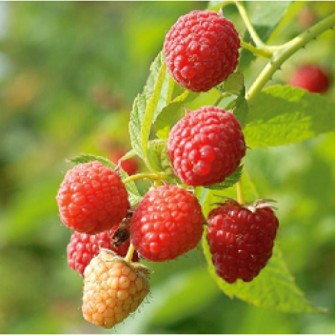 Fruit Raspberry Fruit Raspberry