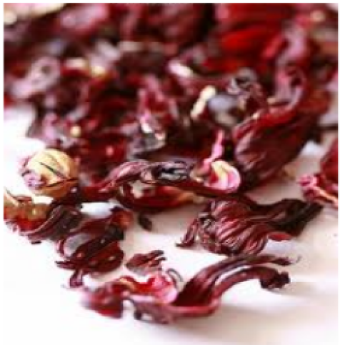 Hibiscus Hibiscus