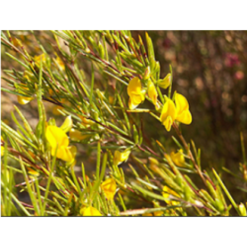 Honeybush Honeybush