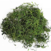 Jiaogulan (Gynostemma) tea
