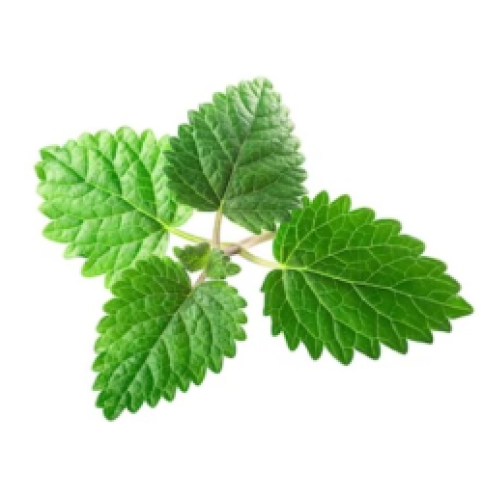 Lemon Balm Tea Lemon Balm Tea