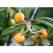 Loquat Leaves Tea