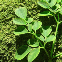 Moringa