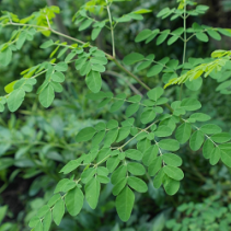 Moringa