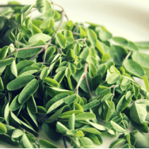 Moringa