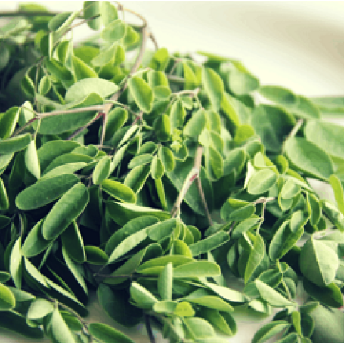 Moringa Moringa