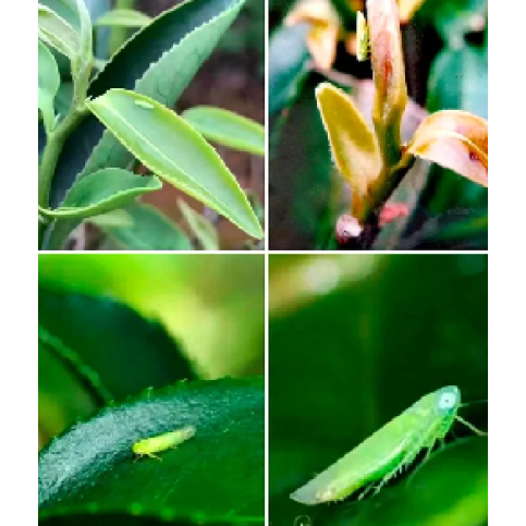 Oriental Beauty Oolong