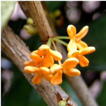 Osmanthus Flower tea