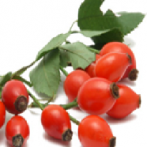Rose hip tea
